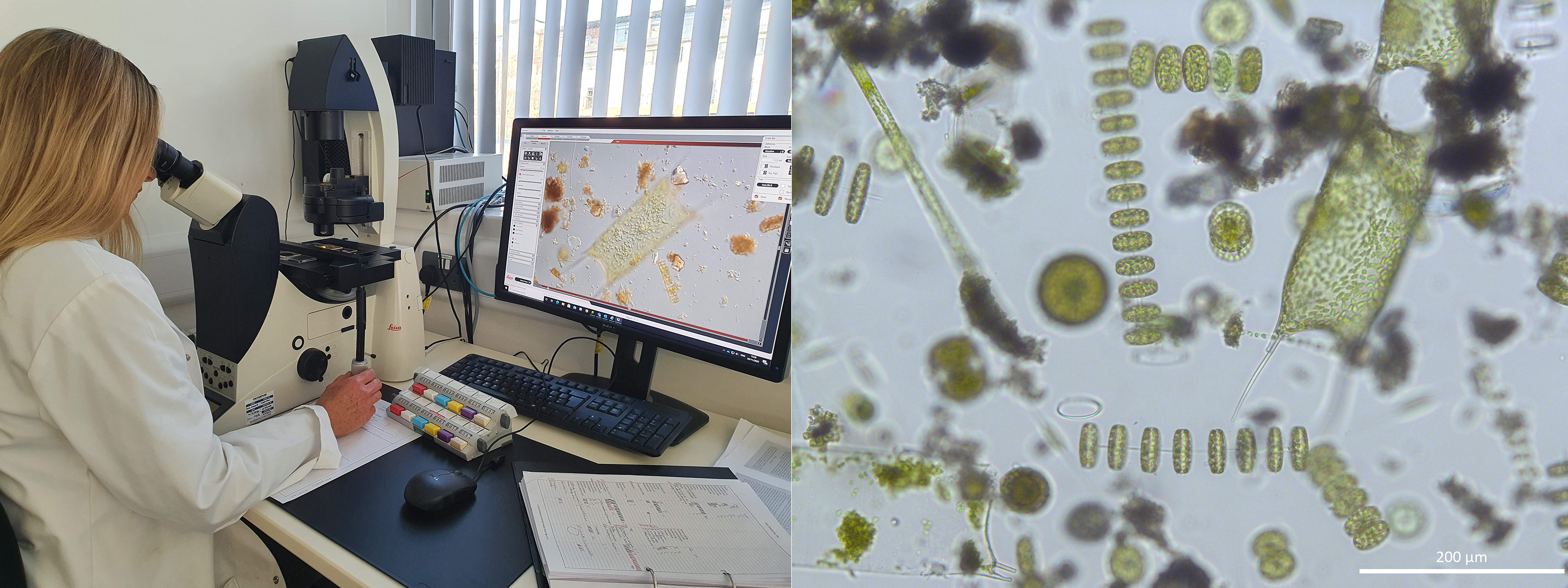 Microscope analysis