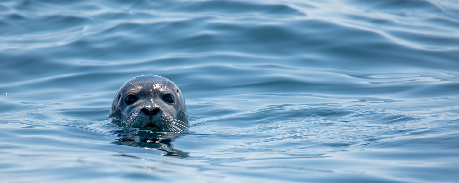Seal