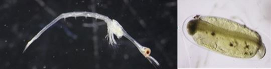 Interesting zooplankton this year